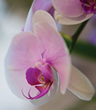 Resort Spotlight image